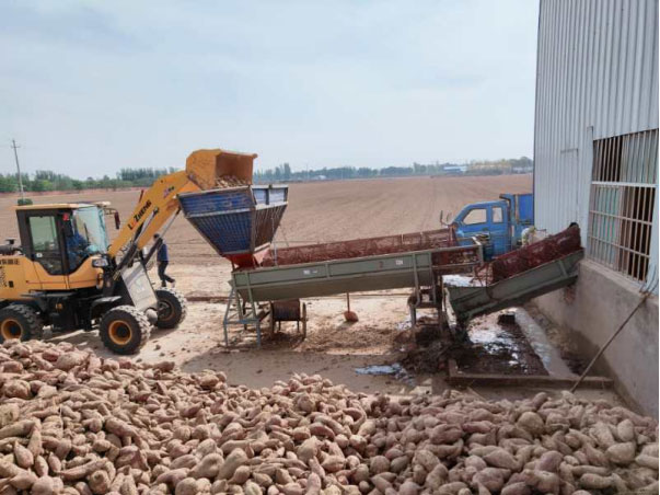 One more automatic sweet potato starch project From Goodway landed in its hometown of Henan
