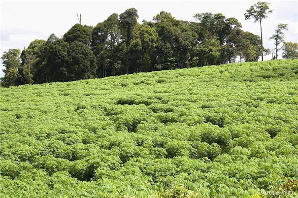 Cassava planting