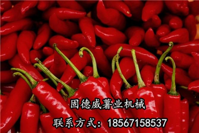 New Good Way of Chongqing Chilli King Zhang Chunhua