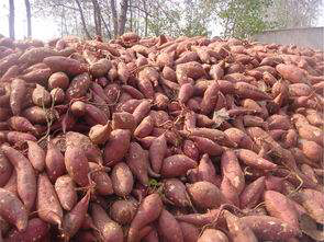 Sweet Potato Storage in Winter! Three Strokes to Solve the Problem of Sweet Potato Rot Easily!