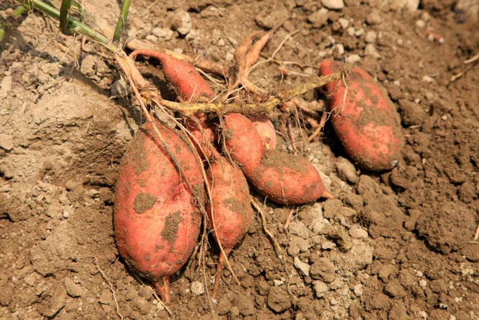 Sweet Potato Storage in Winter! Three Strokes to Solve the Problem of Sweet Potato Rot Easily!