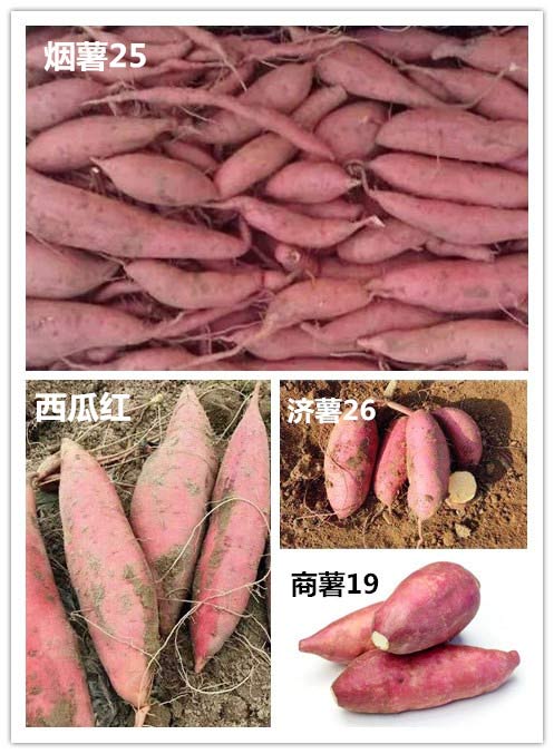 Sweet Potato Storage in Winter! Three Strokes to Solve the Problem of Sweet Potato Rot Easily!