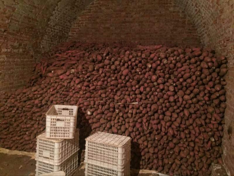 Sweet Potato Storage in Winter! Three Strokes to Solve the Problem of Sweet Potato Rot Easily!