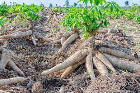 cassava