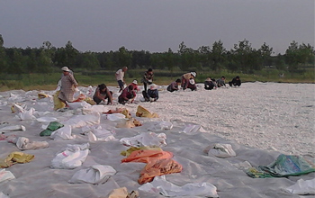 drying cassava flour