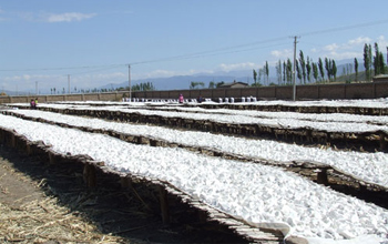 drying cassava flour