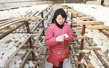 drying cassava flour