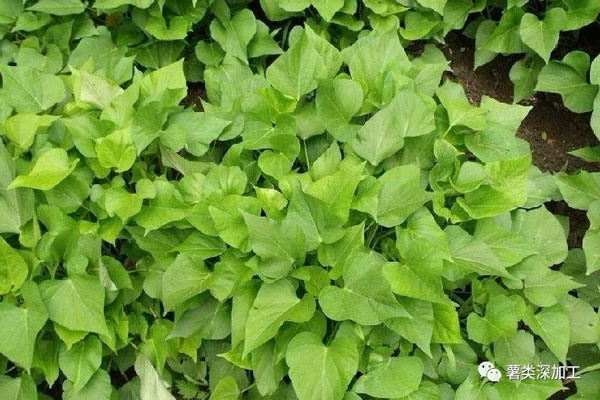 Selecting Sweet Potato with Long Growth Period