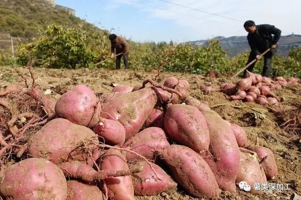 Choosing potato chips with the shortest harvest and storage time