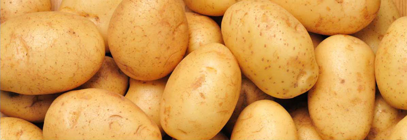 Goodway simple potato starch production line