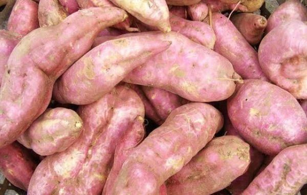 How To Purchase And Select Sweet Potato Which Is Used For Starch Processing?