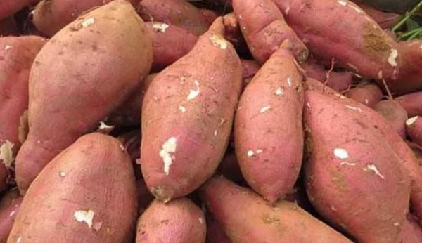 How To Purchase And Select Sweet Potato Which Is Used For Starch Processing?