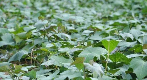 Stick to These Four Points for High Yield in Peak Period of Growth of Sweet Potatoes