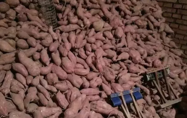 What Are the Preparations for Setting up A Factory of Sweet Potato Starch