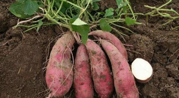 What Are the Preparations for Setting up A Factory of Sweet Potato Starch