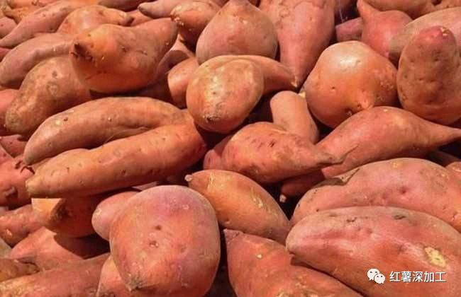 The status quo and problems faced by sweet potato starch processing industry