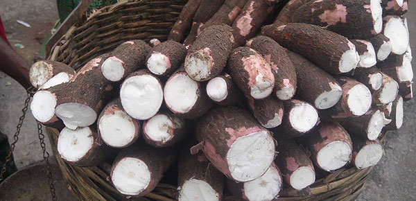 Why Is Fine Filtration Equipment Necessary for Large-Scale Cassava Starch Processing?