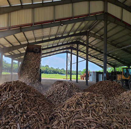 [Tacit cooperation under the epidemic]  500kg per hour tapioca starch line settled in Bolivia