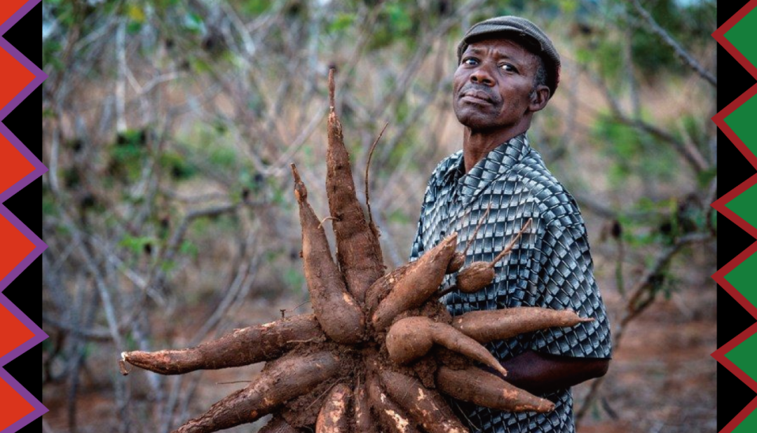 “Nugging gold”From Cassava - GOODWAY Machinery Boosts The Modernization Of Africa's Cassava Processing Industry